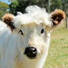 Beautiful little cow. Galloway Cattle, Unusual Pets, Mini Highland Cow, Miniature Cattle, Miniature Cows, Mini Cows, Fluffy Cows, Cow Pictures