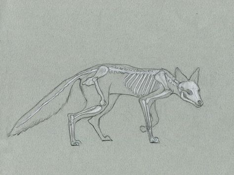 Animal Skeleton Reference, Animal Skeleton Sketch, Fox Skeleton Drawing, Fox Skeleton Tattoo, Fox Skull Drawing, Animal Bones Drawing, Fox Skeleton, Fox Anatomy, Skeleton Study