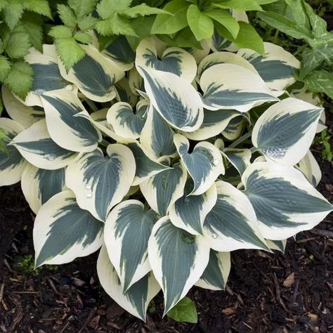 HOSTA_BLUE_IVORY_HOSTA_WG_HOSBI_01 Shade Landscaping, Plantain Lily, Edging Plants, Perennial Flower, Hosta Gardens, Hosta Plants, Organic Mulch, Border Plants, Lavender Plant