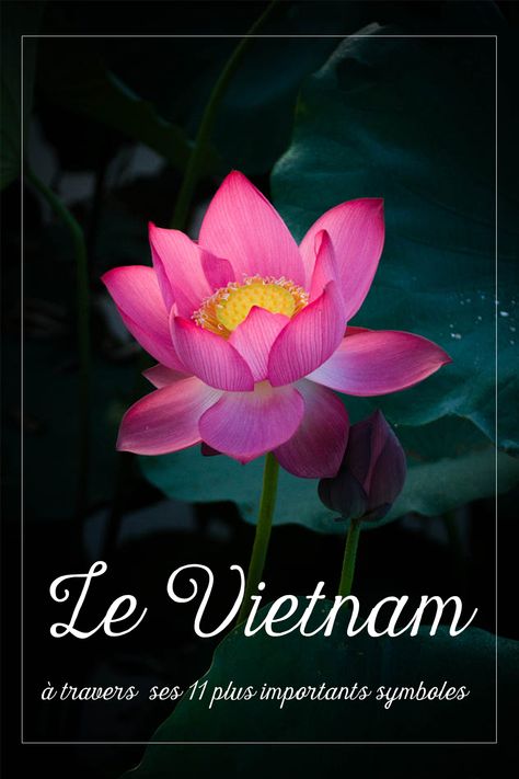 Plante, fleur, paysage ou monuments, découvrez le Vietnam à travers ses 11 plus importants symboles qui sont profondément ancrés dans la vie quotidienne des Vietnamiens et que vous aurez l’occasion de voir pendant votre prochain voyage au Vietnam. #fleur #flowers #vietnam #vietnamdecouverte #nature #voyage #visitevietnam #green #green #ig_vietnam #travel #vietnam #travel #landscape #vietnamtravel Vietnam Voyage, Travel Vietnam, Travel Landscape, Vietnam Travel, Land Scape, Top 10, Vietnam, Scrapbooking, Pendant