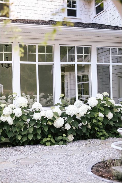 Our hydrangeas Wee White Hydrangea Landscape, Front Porch Hydrangeas, Hydrangea Bush Landscaping, Hydrangea Pathway, House With Hydrangeas, White Hydrangea Landscaping, Porch Hydrangeas, Backyard Hydrangeas, Limelight Hydrangea Tree