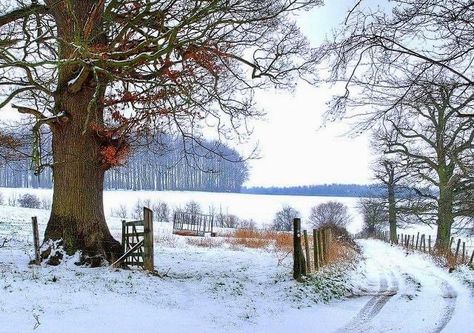 Winter Schnee, Ireland Landscape, Painting Snow, Winter Painting, Country Scenes, Winter Scenery, Snow Scenes, Winter Scene, Winter Wonder