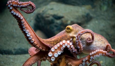 Grrrl Power: 9 Badass Females In The Animal Kingdom - The Dodo Octopus Tattoo Leg, Octopus Tattoo Arm, Angry Octopus, Octopus Eating, Octopus Photos, Animals Underwater, Pacific Octopus, Giant Pacific Octopus, Ocean Tattoos