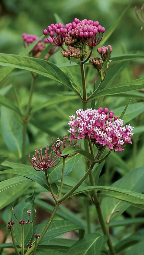 Swamp Milkweed Minnesota Native Flowers, Swamp Milkweed Plant, Wildflower Sleeve, Pollinating Plants, Oklahoma Garden, Planting Milkweed, Milkweed Butterfly, November Flowers, Maine Tattoo