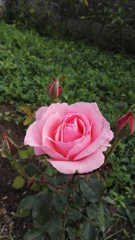 Una delle prime rose fiorite nel mio giardino, insieme ad alcuni boccioli che presto fioriranno. La cura delle rose, come di tutti gli altri fiori è molto importante; in particolare la rosa è un fiore che ha bisogno di molta acqua almeno una volta a settimana, ed è un fiore molto delicato. Prime Rose, Plants, Flowers