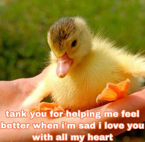 Lambing Message, Cat Messages, Ur In Love, Wholesome Encouragement, My Love For You Reaction Meme, Duck Quotes, Heart Memes Love, Flirty Memes, Funny Duck Memes Humor