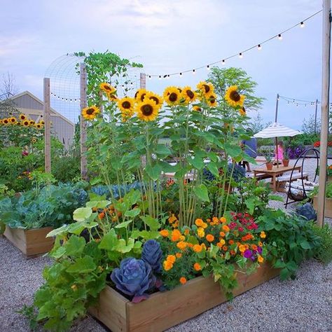 Flower Bed Raised, Sunflowers In Vegetable Garden, Flower Veggie Garden, Wild Flower Raised Garden Bed, Best Plants For Raised Garden Beds, Sunflower Garden Bed, Flower And Veggie Garden Ideas, Flower Garden Raised Beds, Sunflower Garden Backyard