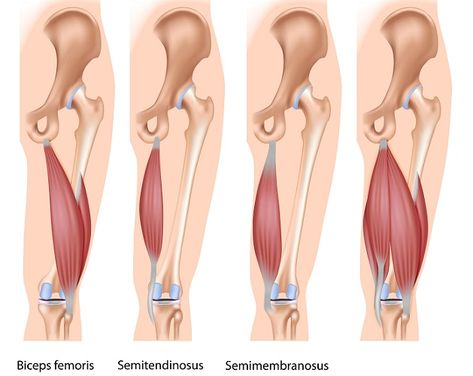 Seated Hamstring Stretch, Hip Flexor Exercises, Hamstring Muscles, Chronic Lower Back Pain, Tight Hamstrings, Hamstring Workout, Tight Hip Flexors, Hamstring Stretch, Psoas Muscle