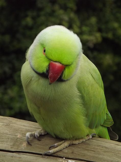 Green Parrot Aesthetic, Parrot Aesthetic, Green Parrot Bird, Parrot Cute, Ringneck Parrot, Ring Necked Parakeet, Australian Parrots, Big Cats Photography, Green Parrot