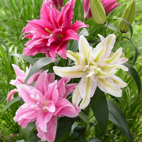 Lily Garden, Day Lilies, Beautiful Rose Flowers, Beautiful Flowers Pictures, Flower Lover, Lily Flower, Exotic Flowers, Beautiful Blooms, Flowers Nature