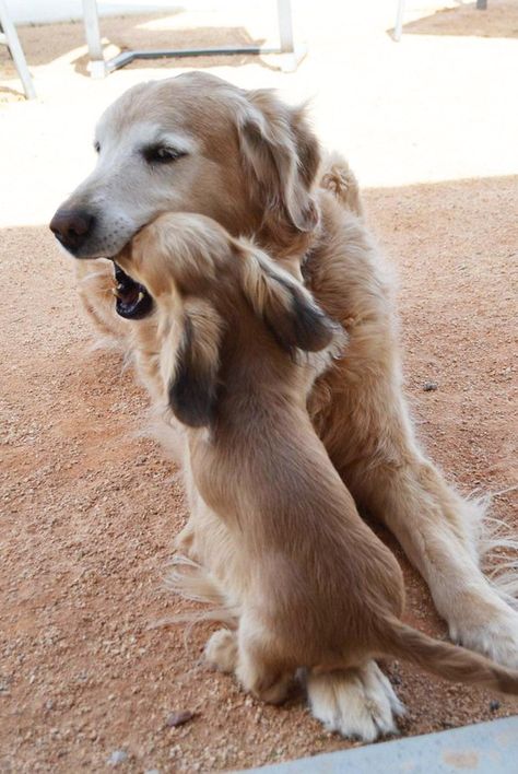 Mini Dachshund looking inside Golden Retriever mouth. Buddies Biscuit and Conner Golden Retriever X Daschund, Long Haired Dachshund, Weenie Dogs, Mini Dachshund, Dachshund Puppy, Golden Retriever Puppy, Wiener Dog, 2025 Vision, Cute Puppies