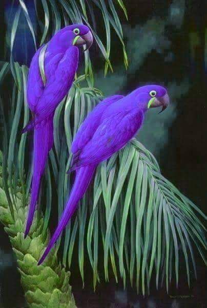 Purple birds ! Hyacinth Macaw, Kinds Of Birds, Parakeets, Blue Birds, All Birds, Exotic Birds, Tropical Birds, Amazing Facts, Pretty Birds