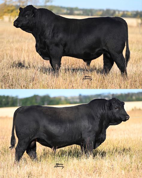 Angus Bull, Beef Cattle