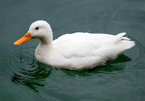 Pekin Ducks, Duck Photography, Duck In Water, Wild Birds Photography, Pekin Duck, Duck Pictures, Fancy Chickens, Reference Photos For Artists, Duck Art