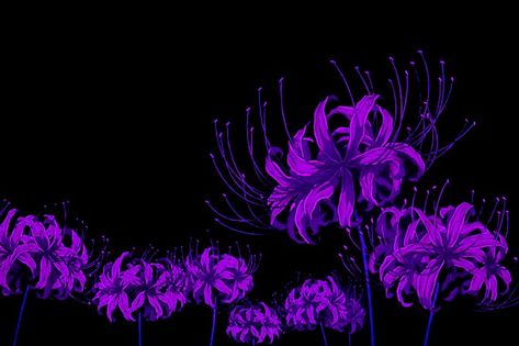 By my edit Purple Spider Lily, Purple Spider, Spider Lily, Keyboard, Neon Signs, Lily, Purple, Flowers, Anime