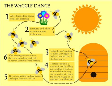 Waggle Pollination Activity, Bee Dance, Honey Bee Facts, Bee Activities, Bee Boxes, Bee Inspired, Animal Projects, Nature Study, Save The Bees