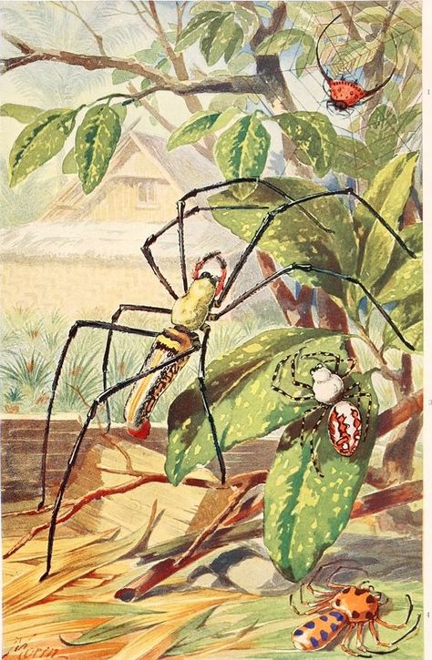 Drawing Composition, Amazing Insects, Entomology Art, Antique Halloween, Colour Paper, Insect Print, Bug Art, Linocut Art, Insect Art