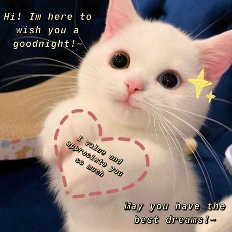 Goodnight Cat Cute, Cat Love You Meme, Goodnight Memes For Him Love You, Cute Pictures For Him, Good Night Wholesome, Goodnight Wholesome, Goodnight Aesthetic, Goodmorning Cute, Goodnight Quotes For Him