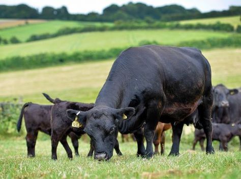 Lowline Angus, Miniature Cattle, Miniature Cows, Aberdeen Angus, Beef Cow, Beef Cattle, Offshore Wind, Cattle Ranching, Backyard Farming