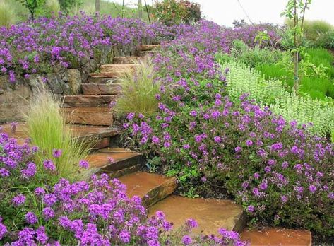 Awash with color, these terracota slab stone steps are closely adorned with Verbena 'Homestead Purple' (Verbena canadensis), a low maintenance perennial that will bloom its heart out from late spring to frost in a profuse display of rich, bright purple blossoms. Verbena Homestead Purple, Backyard Garden Layout, Full Sun Perennials, Path Ideas, Backyard Garden Landscape, Sun Perennials, Small Backyard Gardens, Garden Steps, Pallets Garden