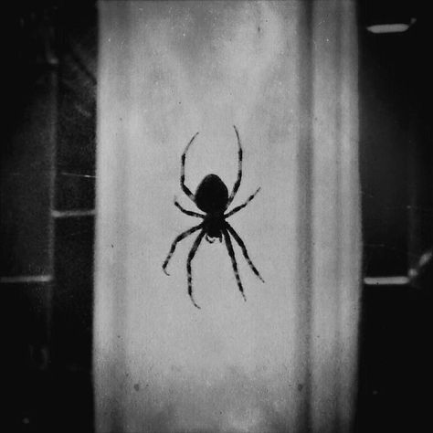 Spiders Aesthetic Dark, Goth Spider Aesthetic, Spider Profile Picture, Spider Astethic, Black Spider Aesthetic, Spider Aesthetic Dark, Spider Widget, Spiders Aesthetic, Spider Black And White