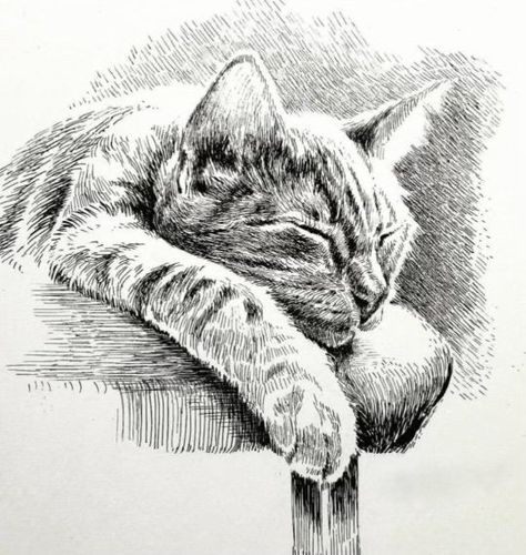 Cat Curled Up Drawing, Cat Pen Drawing, Realistic Cat Drawing, Magic Runes, Kitten Playing, Fineliner Art, Cats Art Drawing, Pen Art Work, Cat Drawings