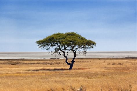 African Nature, Plains Landscape, Desert Trees, African Plains, Nature Projects, Acacia Tree, Wildlife Reserve, Watering Hole, Nature And Wildlife