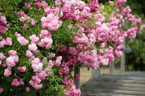 Rambling Roses Ideas, Rambling Rose Trellis, Rambling Roses, Fast Growing Shrubs, Pruning Roses, Rooting Roses, Eden Rose, Rose Gardening, Roof Gardens