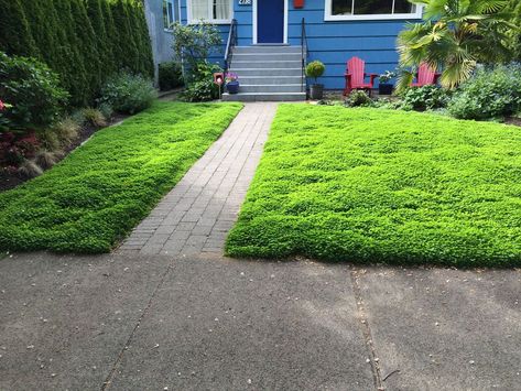 Micro Clover Lawn Alternative - Level Ground Landscape Moss And Clover Lawn, Micro Clover Lawn Front Yards, Clover Lawn With Pavers, Clover Lawn Yards, Moss Lawn Front Yards, Mini Clover Lawn, Microclover Lawn, Clover Ground Cover, Micro Clover Lawn