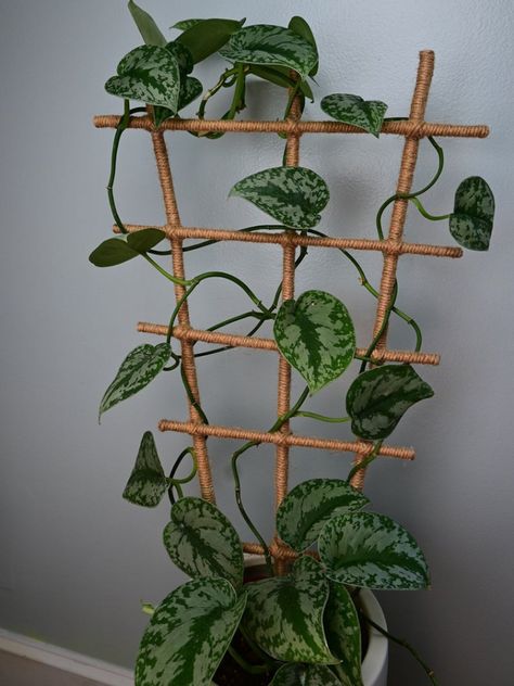 Mini Trellis, Indoor Climbing Plants, Home Decor Cheap, Modern Mexican Home Decor, Houseplant Trellis, Indoor Plant Trellis, Modern Mexican Home, French Country Home Decor, Climbing Plant Support