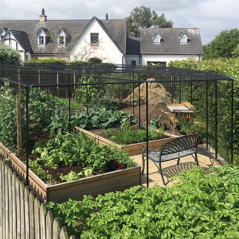 Our walk-in fruit cages come with a 10-year guarantee. Made from durable galvanised steel to ensure long-lasting quality. Browse our extensive range today. Fruit Cages, Metal Joints, Fruit Cage, Garden Fruit, Door Catches, Garden Makeover, Mesh Netting, Life Expectancy, Tubular Steel