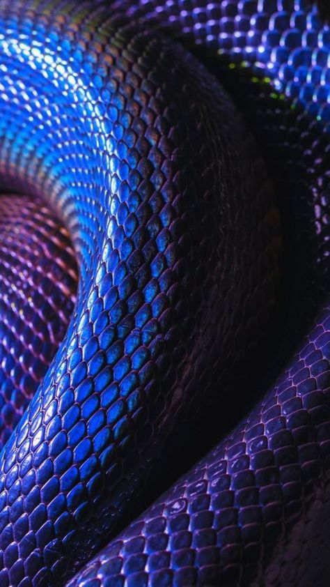 Occamy Aesthetic, Blue Snake Aesthetic, Blue Snake Wallpaper, Purple Snake Aesthetic, Evelynn Aesthetic, Snake Aesthetic, Snake Texture, Snake Scales, Purple Snake