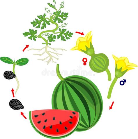 Life Cycle Of Watermelon Plant. Stages Of Watermelon Growth From Seed And Sprout To Harvest Stock Vector - Illustration of root, flower: 147999026 How To Grow Cantaloupe, Grow Cantaloupe, Watermelon Leaves, Watermelon Flower, Watermelon Plant, Visual Perception Activities, Fruits Drawing, Fruits For Kids, Science Crafts