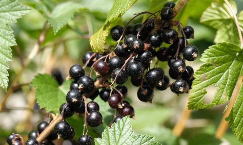 They are packed with nutrients and a doddle to grow. The humble blackcurrant leaves more celebrated superfoods in the dust Ben Nevis, Growing Grapes, Beautiful Fruits, Black Currant, Black Currants, Exotic Fruit, Fresh Fruits And Vegetables, Tropical Fruits, Fruit And Veg