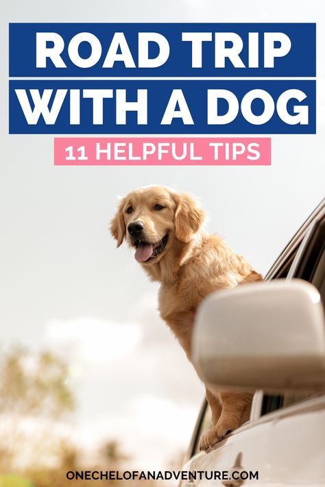 Planning a road trip with your dog? Here are 11 tips to make a long car trip with your pup more enjoyable and safe! // Dog travel tips, road trip tips, traveling with dog, dog road trip, road tripping with dog, long car ride with dog Road Trip With Dog, Perfect Road Trip, Long Car Rides, Road Trip Hacks, Road Trip Planning, Dog Care Tips, Road Trip Essentials, Road Trip Fun, Dog Travel