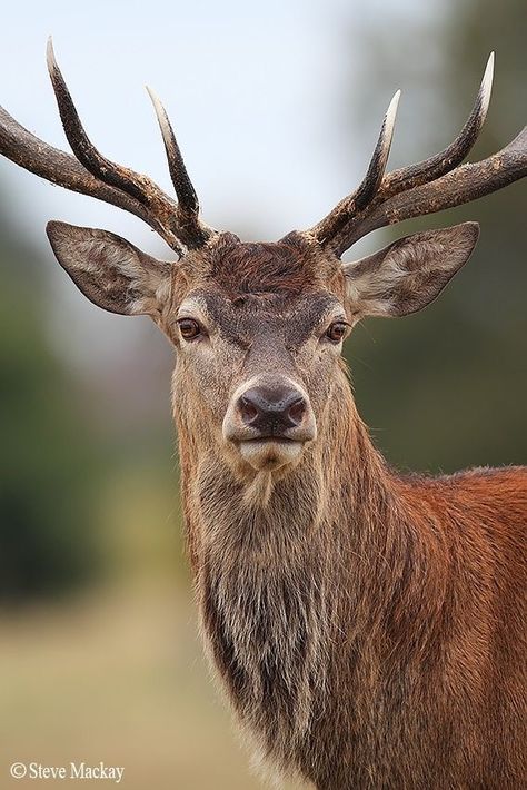 Deer Portrait, Hirsch Silhouette, Deer Photography, Animals Tattoo, Deer Photos, Nature And Animals, Deer Pictures, Romania Travel, Fallow Deer