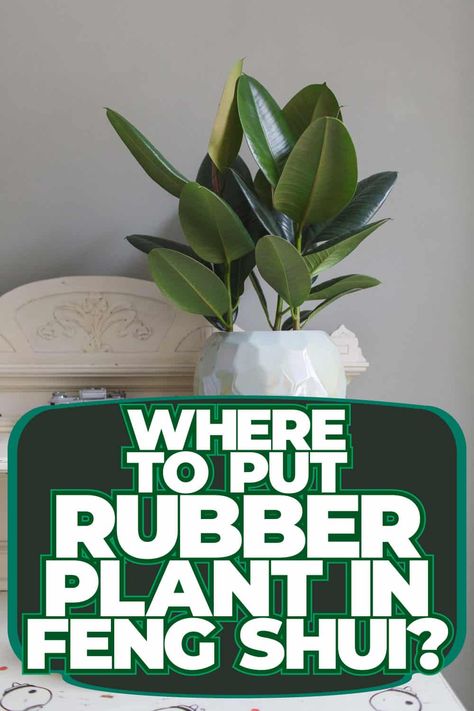 Feng Shui Guide: Placing a Rubber Plant for Good Energy Feng Shui Entryway, Benefits Of Indoor Plants, Wealth Corner, Feng Shui Plants, Feng Shui Guide, Natural Air Purifier, Feng Shui Principles, Garden Posts, Cotton Plant