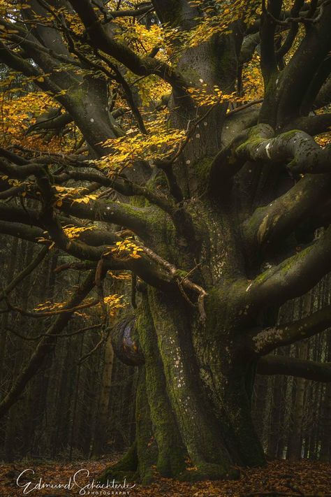 Huge Tree, Beech Tree, Ancient Forest, Tall Trees, Oak Tree, Dark Forest, Beautiful Tree, Germany, Trees