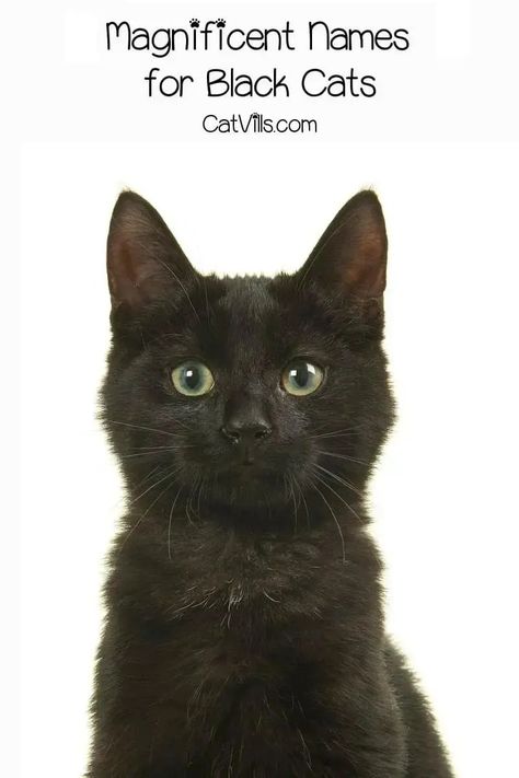 Unique Black Cat Names That Will Suit Your Stealthy Companion 8 Black Cat Names, Boy Cat Names, Girl Cat Names, Unique Cat Names, Funny Cat Names, Cute Cat Names, Creepy Kids, Cute Black Cat, Boy Cat