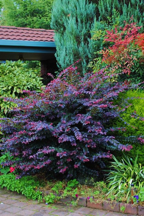 Chinese Fringe Flower, Fringe Flower, Front Yard Plants, Open Stairs, Backyard Plants, Creative Landscape, Purple Garden, Planting Shrubs, Garden Shrubs