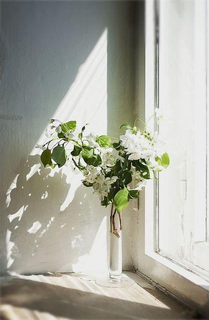 Simplicity, It has one bright green color so it focuses on one subject Indoor Plant Photography Aesthetic, Window Light, Flower Ornaments, Deco Floral, Arte Floral, Window Design, Beautiful Blooms, Ikebana, Window Sill