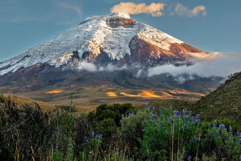 Sundown on the Cotopaxi volcano - Henri Leduc Cotopaxi Volcano, Volcano, Wall Colors, Golden Hour, Ecuador, Buy Art, North Face, National Park, Fine Art Prints