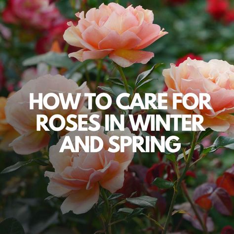 How to Care for Roses in Winter and Spring Planting Rose Bushes, Container Roses, Pruning Roses, Rooting Roses, Short Plants, Rose Care, Rose Varieties, Types Of Roses, Growing Roses