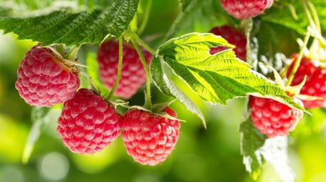 Growing Raspberries - How To Plant & Maintain This Tasty Perennial Crop Garlic Companion Plants, Blueberry Companion Plants, Raspberry Bush, Growing Raspberries, Raspberry Plants, Clinique Happy, Berry Bushes, Attracting Bees, Red Raspberry