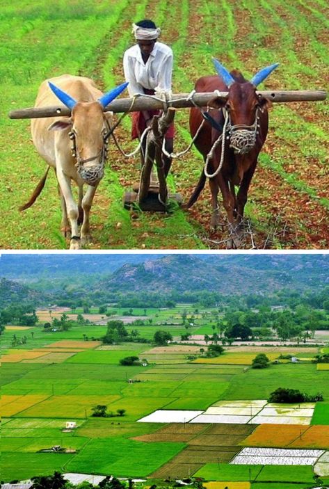 In this article, we will delve into the different types of agriculture in India, highlighting their significance, contributions, and potential for sustainable growth. Agriculture In India, Agriculture Photography, Agricultural Revolution, Types Of Farming, India Images, Agricultural Practices, Agriculture Farming, Forest School, Tracing Paper