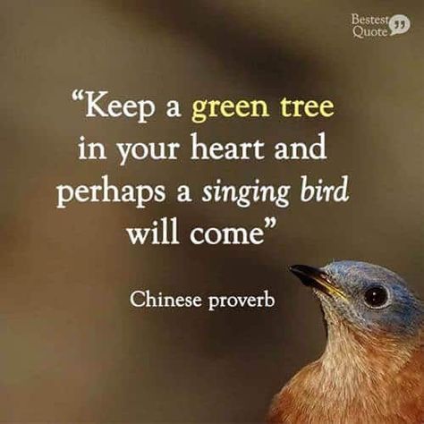 “Keep a green tree in your heart and perhaps a singing bird will come.” Chinese proverb – BestestQuote Quotes About Birds Nature, Save Birds Quotes, Bird Quotes Inspirational Short, Quotes On Ego, Nature Lover Quotes, Singing Quotes, Eckhart Tolle Quotes, Ego Quotes, Bird Quotes