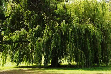 The Ultimate List Of Trees With Non-Invasive Roots | Arbor Operations Trees With Non Invasive Roots, Magnolia Little Gem, Betula Pendula, Eastern Redbud, Flame Tree, Australian Plants, Australian Garden, Specimen Trees, Green Giant