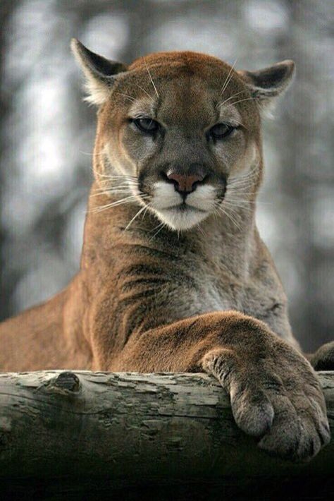 Waooooooo splendide awww **** Regnul Animal, Mountain Lion, Photography 101, Kamakura, Majestic Animals, Animal Photos, Cheetahs, Large Cats, Animal Planet