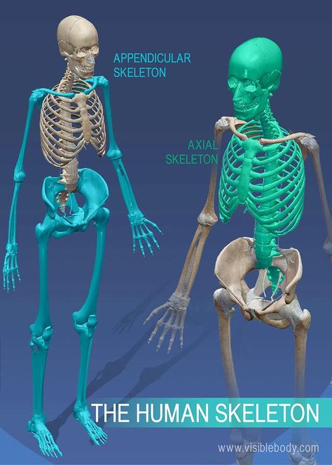 Appendicular versus axial skeleton Human Body Systems Projects, Body Systems Project, Learn Anatomy, Skeleton System, Axial Skeleton, The Human Skeleton, The Skeletal System, Human Skeleton Anatomy, Doctor Quotes Medical