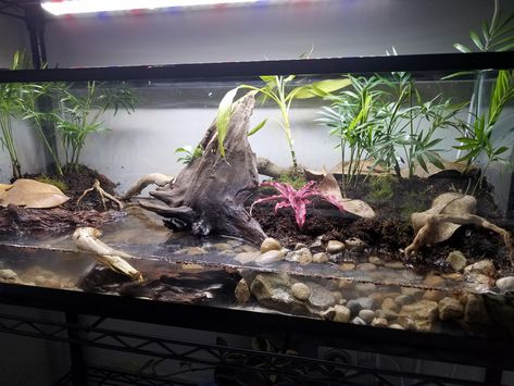 Found an image of where people put them to live what a funky aquarium. Crab Paludarium, Vampire Crab, Crab Tank, Vivarium, All About Plants, Cool Plants, The Boys, Terrarium, Crab